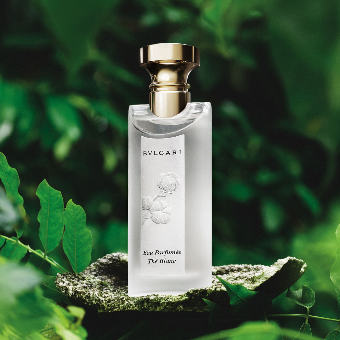BVLGARI Eau Parfumée au Thé Blanc 50ml Eau Parfumee The Blanc EDT – MAISON DES PARFUMS