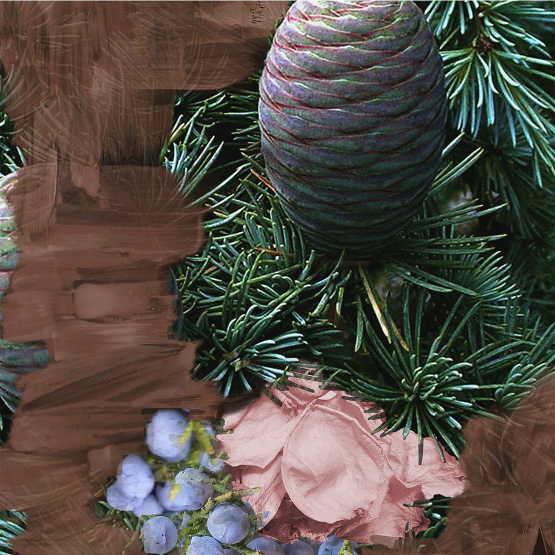 Super Cedar – MAISON DES PARFUMS